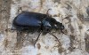 roháček (Brouci), Platycerus caprea, Scarabaeoidea, Lucanidae (Coleoptera)